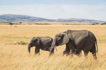 Naklejka na ściany i meble Elephant on Kenyan savannah