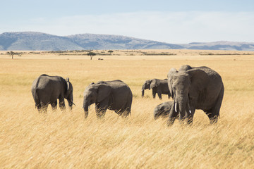 Elephant on Kenyan savannah