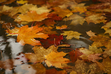 Yellow red and orange fallen maple leaves lie in a puddle in autumn