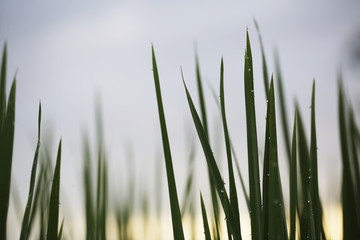 rice framming rice filed in green season 
