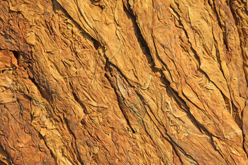 closeup of photo, dry tobacco leaves in the market