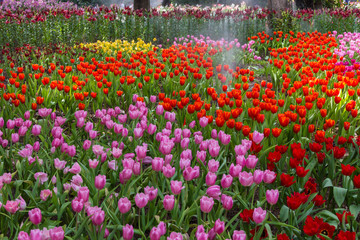 magical landscape with sunrise over tulip field