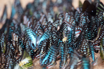 close up of beautiful butterfly wing background