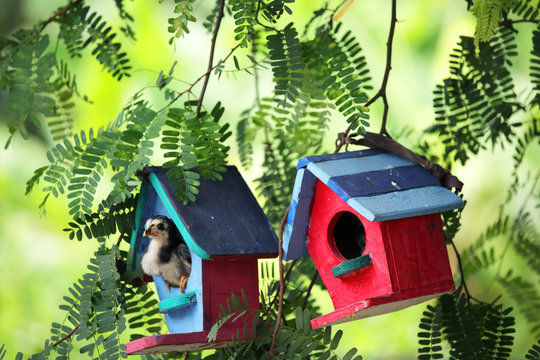 colorful wooden bird house with green background
