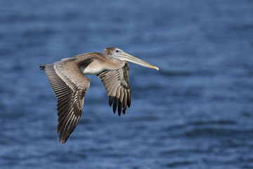 A brown pelican (Pelecanus occidentalis) in flight at Moss landing California.