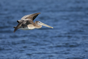 A brown pelican (Pelecanus occidentalis) in flight at Moss landing California.