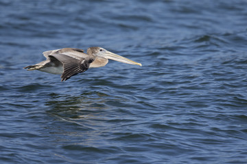 A brown pelican (Pelecanus occidentalis) in flight at Moss landing California.