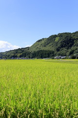 Obraz premium 稲の浮かぶ街と山
