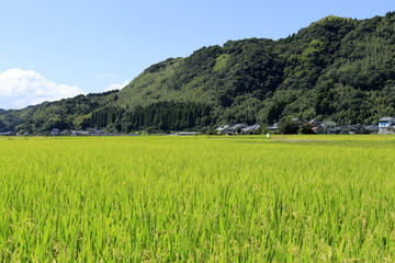 稲の浮かぶ街と山