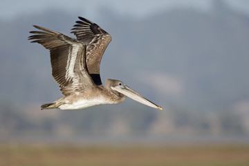 A brown pelican (Pelecanus occidentalis) in flight at Moss landing California.