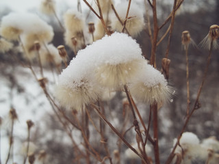 air dried flowers in the snow