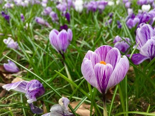 Springtime purple crocus flowers