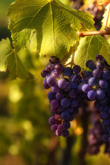 Ripe black grapes on vine, ready for harvest