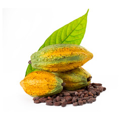 Cocoa pods with Cocoa leaf on a white background