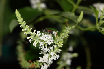 white tiny flower of plant macro shot
