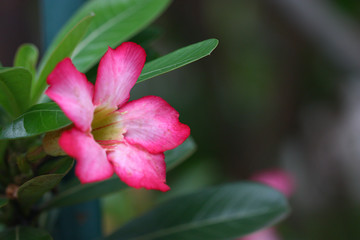 red and pink flower on blur background