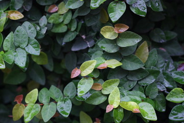 group of lot of green plant