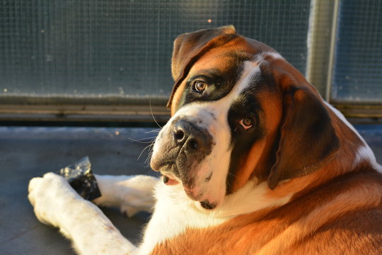 Saint Bernard in twilight