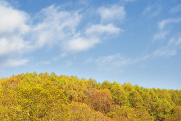 Fototapeta premium 木 空 雲 素材