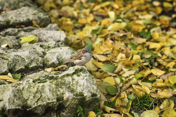 Inconspicuous young sparrow on a background of natural stone and yellow autumn leaves