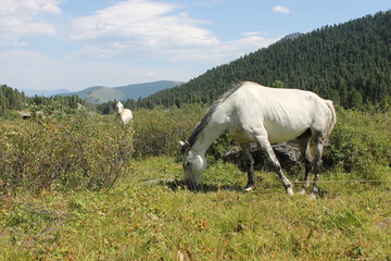 horse in the mountains