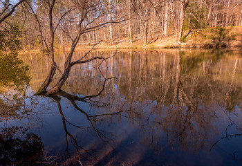 Obraz premium Dead tree in pond