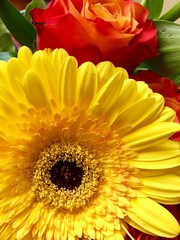 Yellow gerbera flower