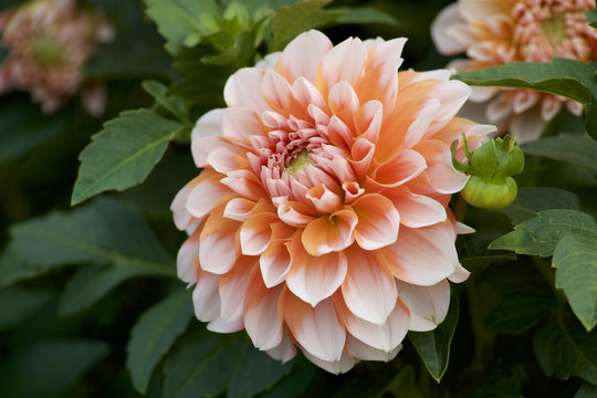 グラデーションのダリア の画像 470 件の Stock 写真 ベクターおよびビデオ Adobe Stock