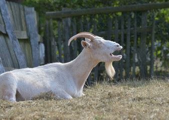 Ziegenbock