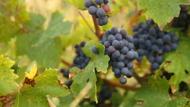 Bunches of heavy ripe dark purple vine grape