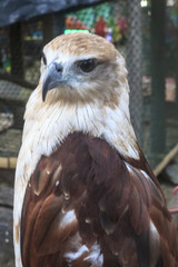 Eagle movement