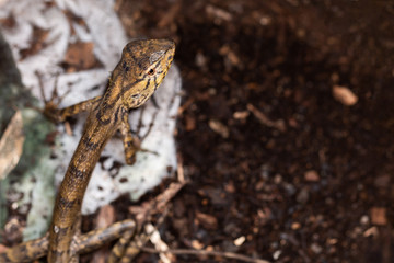 Top view of a Brown Asia Lizard Chameleon lying on the ground. (Dark toned)