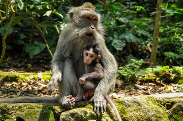 Naklejka na ściany i meble Two monkeys are sitting on the temple on Bali