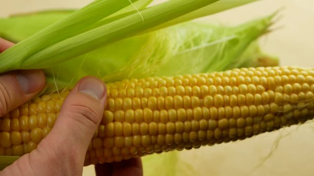 Farmer hand examining ripe corn on the cob