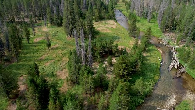 Flyover of a small stream and green forest in the nature wilderness