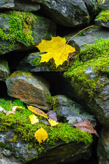 Yellow autumn leaves on stone wall covered with green moss.