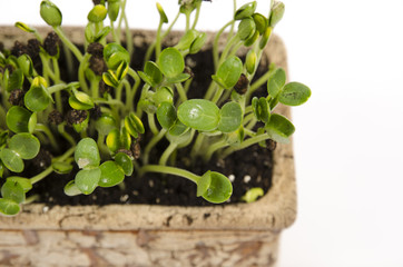 Young sprouts of watermelon in a clay pot.