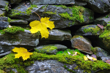 Yellow autumn leaves on stone wall covered with green moss.
