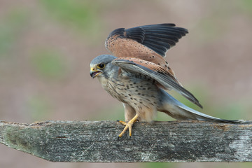 Kestrel (Falco tinnunculus)/Kestrel perched on a fence in a field - obrazy, fototapety, plakaty