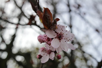 flowers in spring