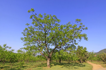 pieces of chestnut trees in a forest
