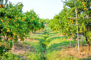 Fototapeta na wymiar Orange garden with many ripe orchards. Yellow face The orange garden of the gardeners waiting for the harvest.