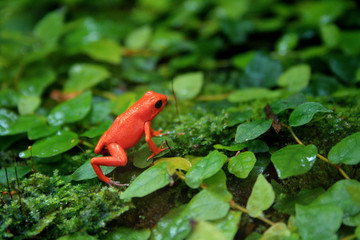 Fototapeta premium Rot grün