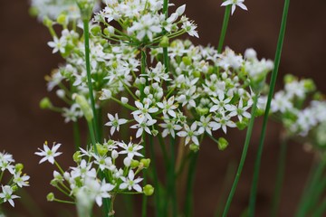 Blooms of chinese chive (Allium tuberosum)
