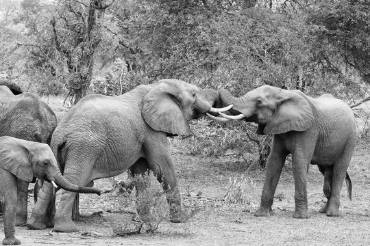 Two young African elephant bulls (Loxodonta africana) spar  in open bush, Greater Kruger, South Africa. Monochrome image