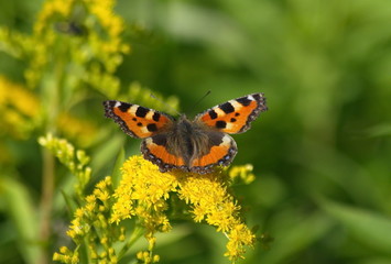 Little tortoiseshell butterfly on yellow flowers. Aglais urticae.