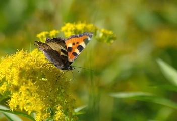 Little tortoiseshell butterfly on yellow flowers. Aglais urticae.