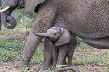 Baby African elephant (Loxodonta africana) looks out from under its mother with trunk extended