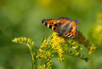 Little tortoiseshell butterfly on yellow flowers. Aglais urticae.