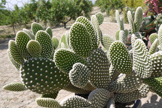 cactus